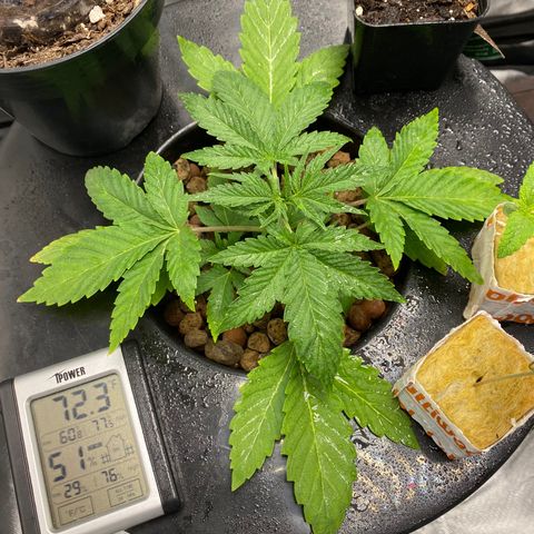 Granddaddy Purple  growlog timeline photo