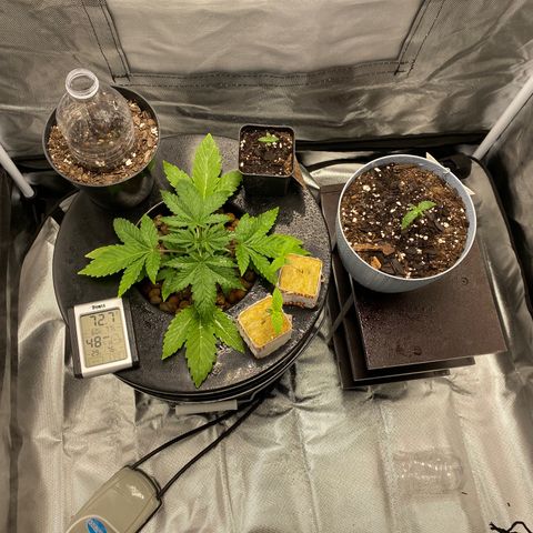 Granddaddy Purple  growlog timeline photo