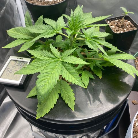Granddaddy Purple  growlog photo: Getting big