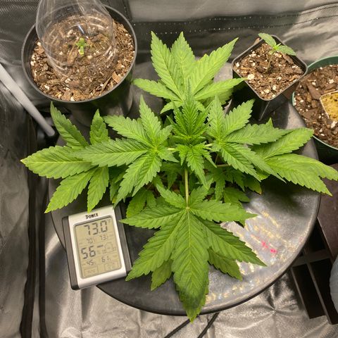 Granddaddy Purple  growlog photo: Getting big