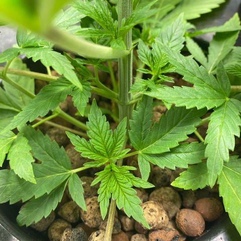 Granddaddy Purple  growlog photo: She is looking healthy and happy
