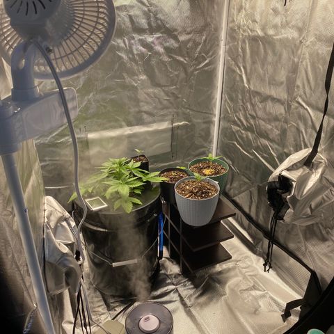Granddaddy Purple  growlog photo: She is looking healthy and happy