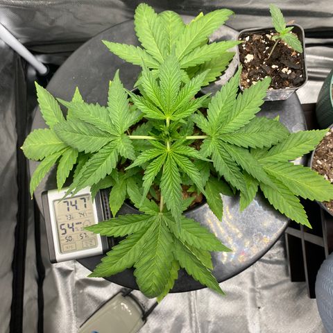 Granddaddy Purple  growlog photo: She is looking healthy and happy