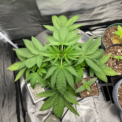 Granddaddy Purple  growlog timeline photo