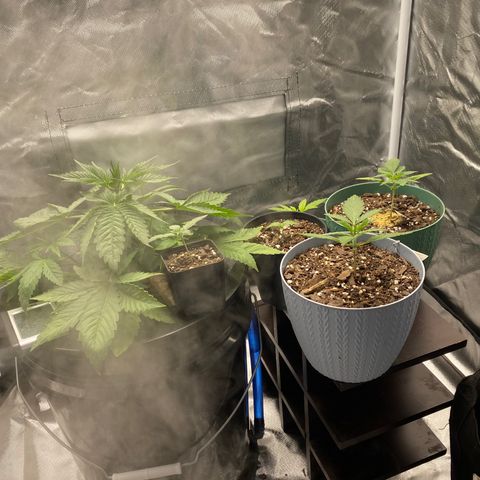 Granddaddy Purple  growlog timeline photo