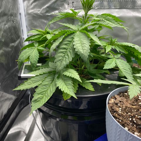 Granddaddy Purple  growlog photo: She is only 8.5inches but she is 18+ inches wide