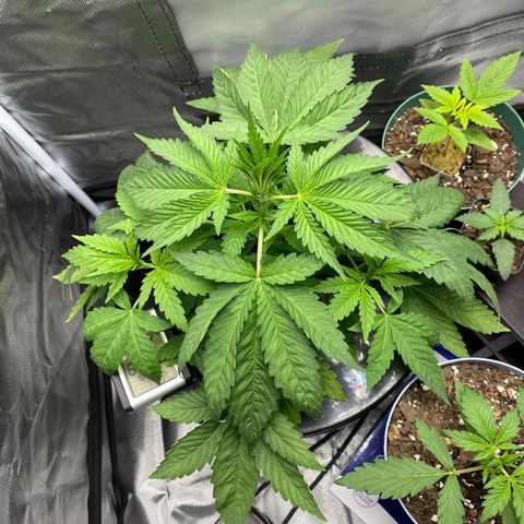 Granddaddy Purple  growlog photo: She is only 8.5inches but she is 18+ inches wide