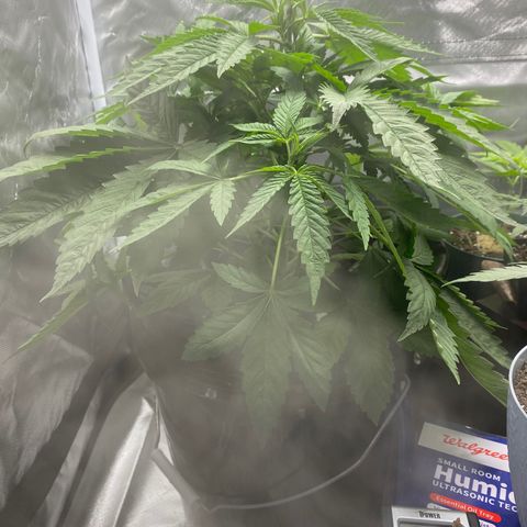 Granddaddy Purple  growlog photo: She amazes me more and more each day