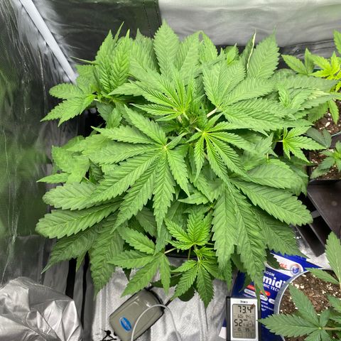 Granddaddy Purple  growlog photo: She amazes me more and more each day