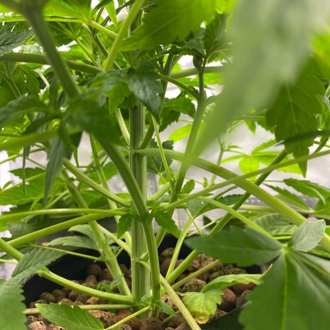 Granddaddy Purple  growlog photo: She amazes me more and more each day