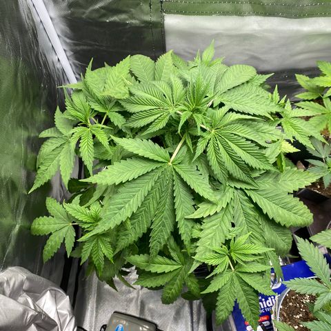 Granddaddy Purple  growlog timeline photo