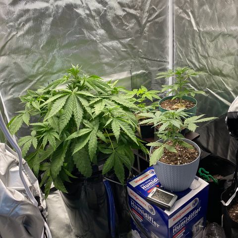 Granddaddy Purple  growlog timeline photo