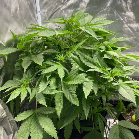 Granddaddy Purple  growlog photo: Day 1 of flower for this lady