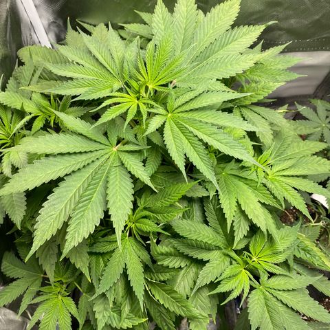 Granddaddy Purple  growlog photo: Day 1 of flower for this lady