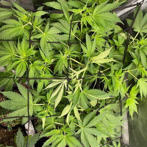 Granddaddy Purple  growlog photo: Trying to get a level canopy on her