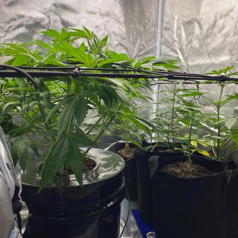 Granddaddy Purple  growlog photo: Trying to get a level canopy on her