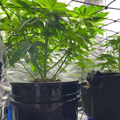 Granddaddy Purple  growlog photo: Trying to get a level canopy on her