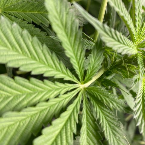 Granddaddy Purple  growlog photo: Her first pistols!!!