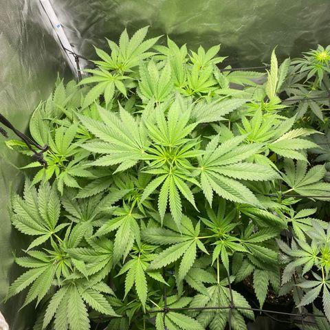 Granddaddy Purple  growlog photo: Her first pistols!!!