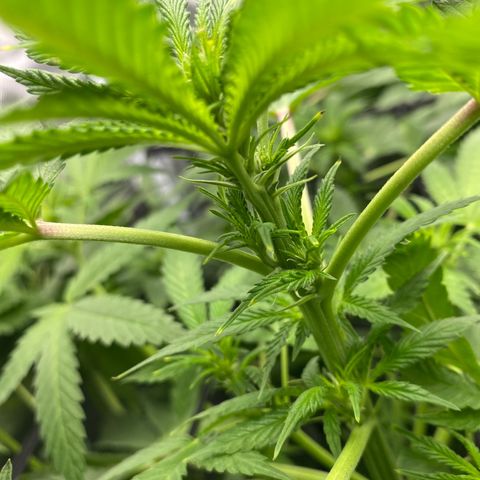 Granddaddy Purple  growlog photo: She is starting to get funky
