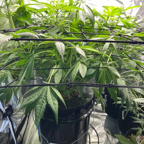 Granddaddy Purple  growlog photo: She is starting to get funky