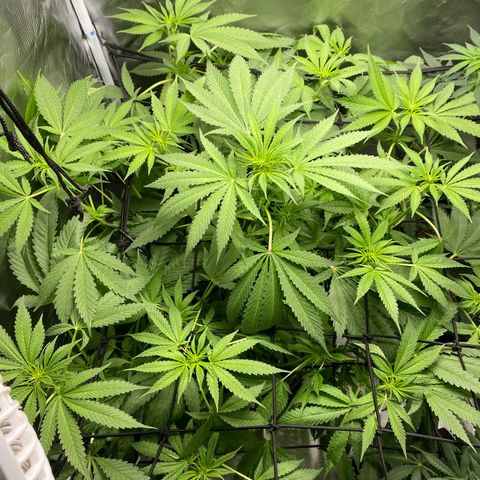 Granddaddy Purple  growlog photo: She is starting to get funky