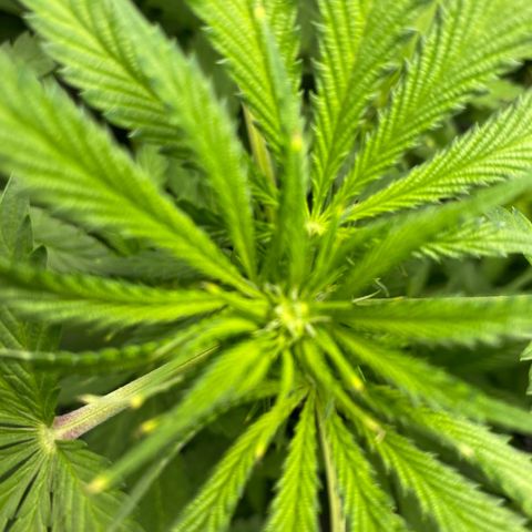 Granddaddy Purple  growlog photo: She is starting to get funky