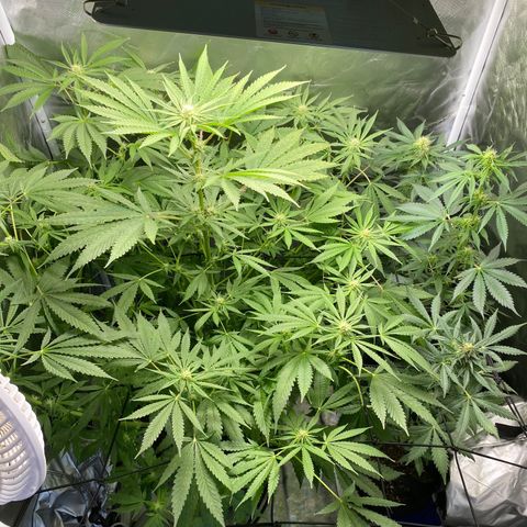 Granddaddy Purple  growlog photo: Buds starting to grow in nicely 