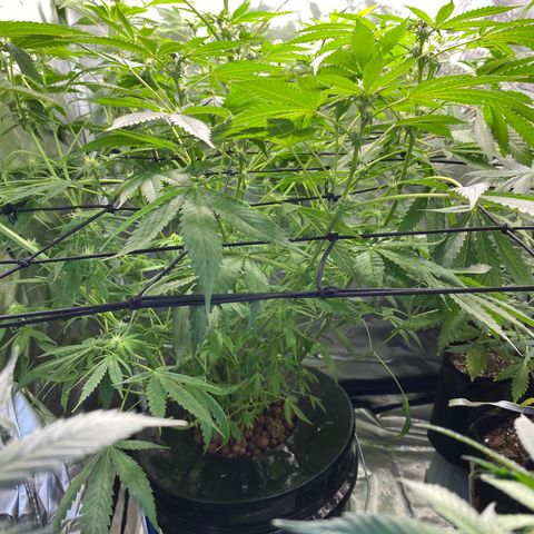 Granddaddy Purple  growlog photo: Buds starting to grow in nicely 