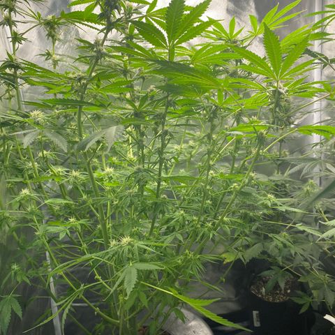 Granddaddy Purple  growlog photo: She is getting really frosty