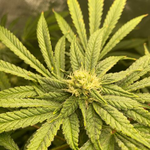 Granddaddy Purple  growlog photo: She is getting really frosty