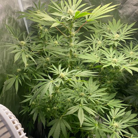 Granddaddy Purple  growlog photo: She is getting really frosty
