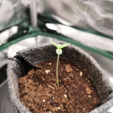Lady Spätlinde growlog timeline photo