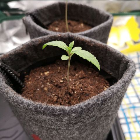 Lady Primera growlog timeline photo
