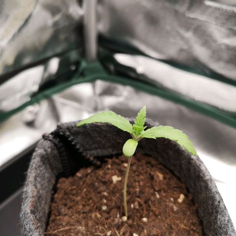 Lady Spätlinde growlog timeline photo