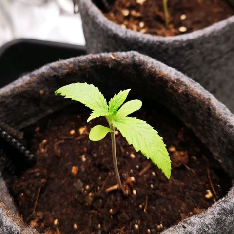 Lady Primera growlog timeline photo