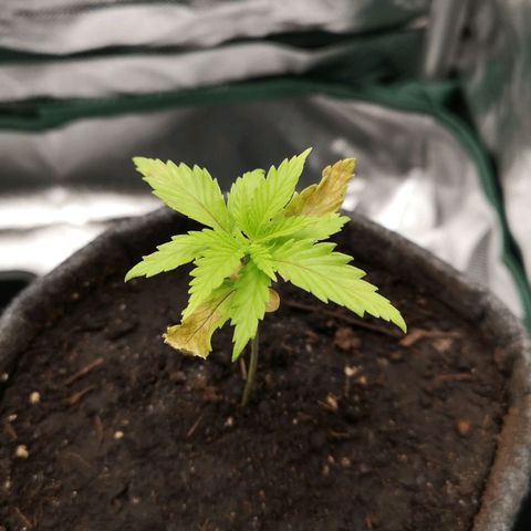 Lady Spätlinde growlog timeline photo