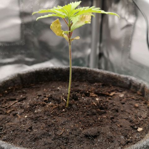 Lady Spätlinde growlog timeline photo
