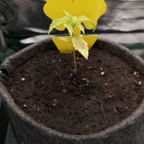 Lady Primera growlog timeline photo