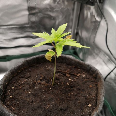 Lady Spätlinde growlog timeline photo