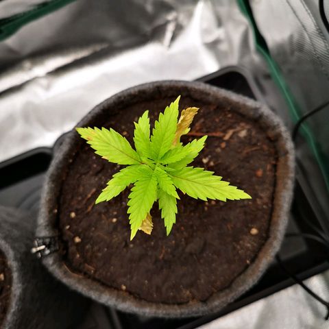 Lady Spätlinde growlog timeline photo