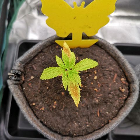 Lady Primera growlog timeline photo