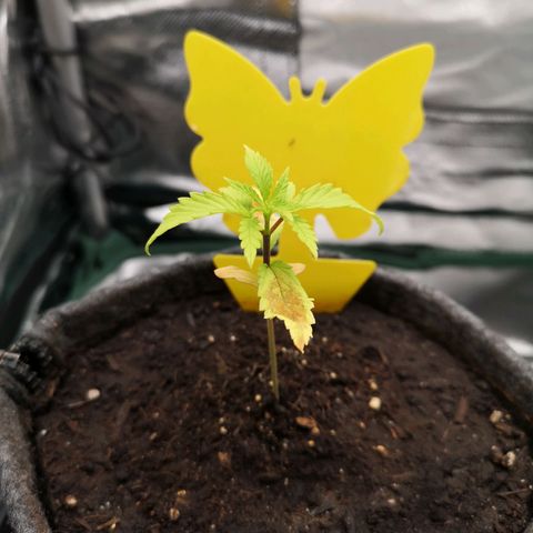 Lady Primera growlog timeline photo