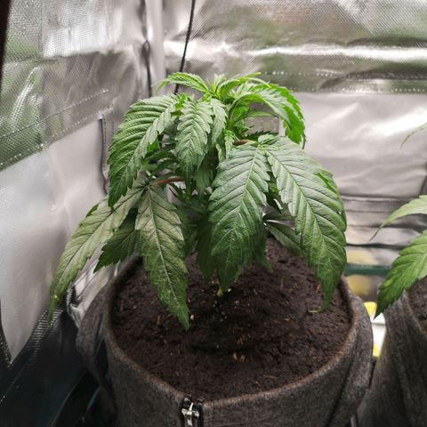 Lady Primera growlog photo: Direkt nach Umtopfen