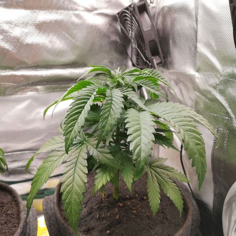 Lady Spätlinde growlog photo: Direkt nach dem Umtopfen 