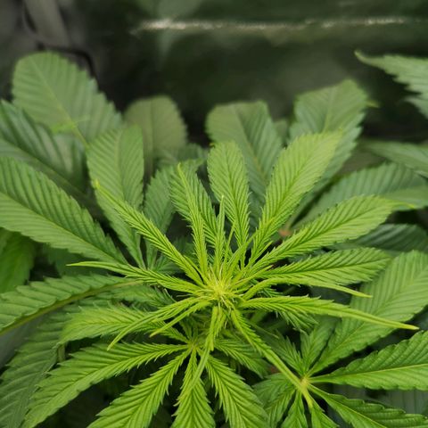 Lady Primera growlog timeline photo