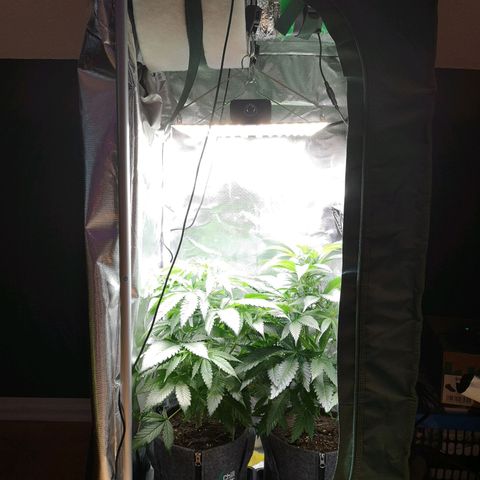 Lady Spätlinde growlog timeline photo