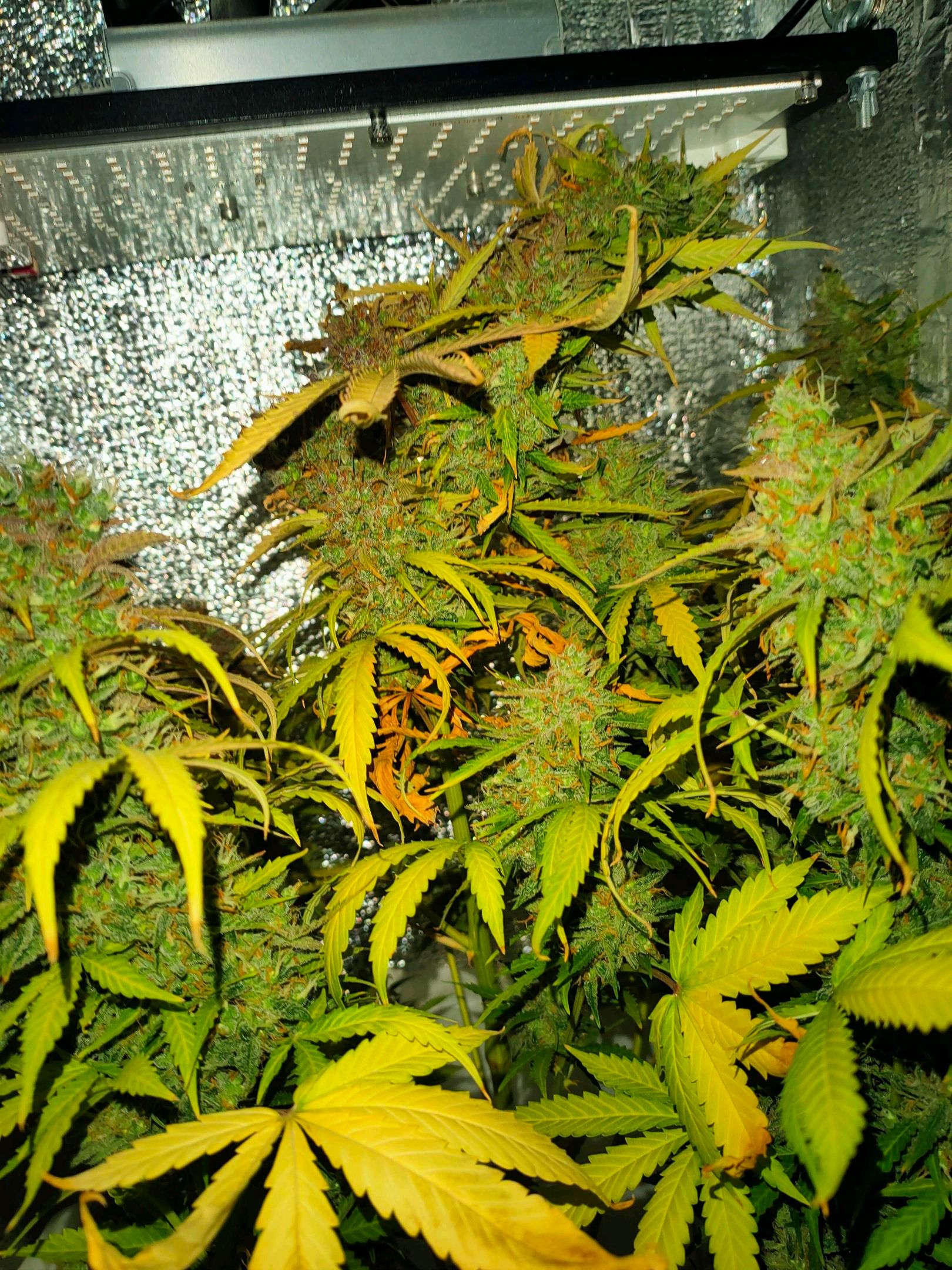 🌱Auto Gagarin 🌱 growlog header