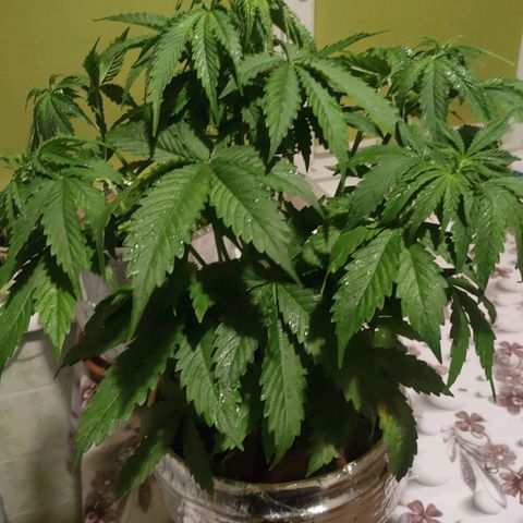 🌱Auto Gagarin 🌱 growlog photo