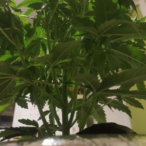 🌱Auto Gagarin 🌱 growlog photo